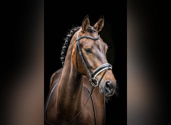 KWPN, Gelding, 3 years, 16,2 hh, Bay-Dark