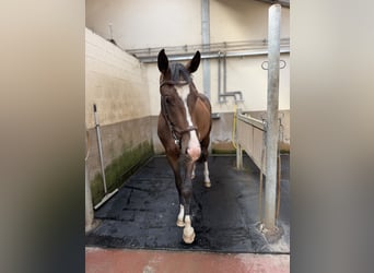 KWPN, Gelding, 3 years, 16.2 hh, Bay-Dark