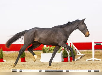 KWPN, Gelding, 3 years, 16,2 hh, Bay-Dark