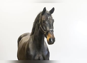 KWPN, Gelding, 3 years, 16,2 hh, Bay-Dark