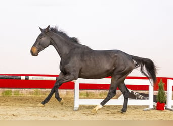 KWPN, Gelding, 3 years, 16,2 hh, Bay-Dark