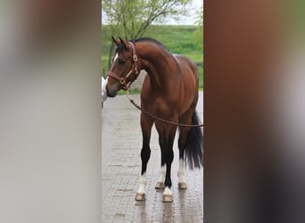KWPN, Gelding, 3 years, 16.2 hh, Bay