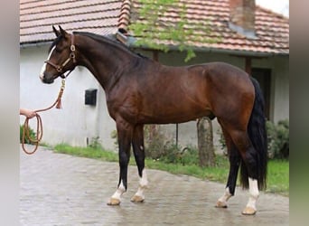 KWPN, Gelding, 3 years, 16.2 hh, Bay