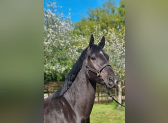 KWPN, Gelding, 3 years, 16.2 hh, Black