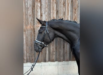 KWPN, Gelding, 3 years, 16.2 hh, Black