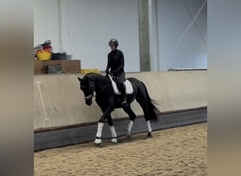 KWPN, Gelding, 3 years, 16.2 hh, Black