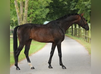 KWPN, Wallach, 3 Jahre, 16,2 hh, Brauner