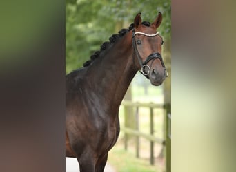 KWPN, Wallach, 3 Jahre, 16,2 hh, Brauner