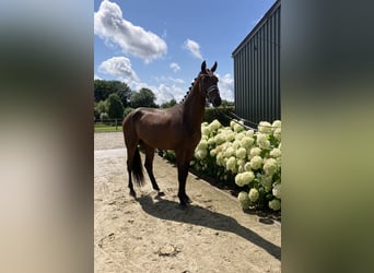 KWPN, Gelding, 3 years, 16.2 hh, Brown