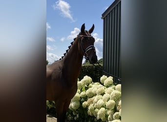 KWPN, Gelding, 3 years, 16.2 hh, Brown