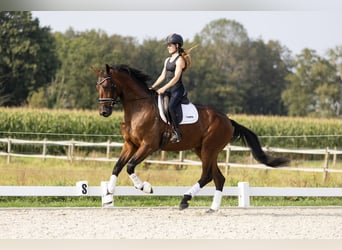 KWPN, Gelding, 3 years, 16,2 hh, Brown