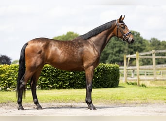 KWPN, Gelding, 3 years, 16,2 hh, Brown