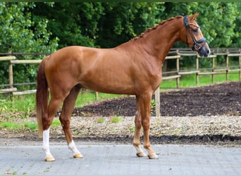 KWPN, Gelding, 3 years, 16.2 hh, Chestnut-Red KWPN, Gelding, 3 years, 16.2 hh, Chestnut-Red