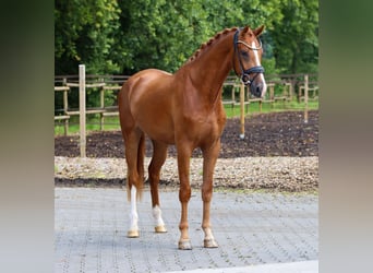 KWPN, Gelding, 3 years, 16.2 hh, Chestnut-Red KWPN, Gelding, 3 years, 16.2 hh, Chestnut-Red