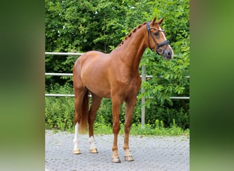 KWPN, Gelding, 3 years, 16.2 hh, Chestnut-Red KWPN, Gelding, 3 years, 16.2 hh, Chestnut-Red
