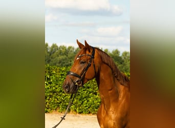 KWPN, Gelding, 3 years, 16.2 hh, Chestnut-Red
