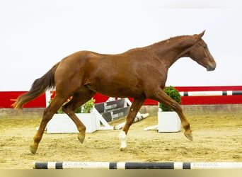 KWPN, Gelding, 3 years, 16,2 hh, Chestnut-Red