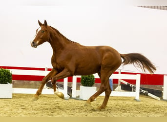 KWPN, Gelding, 3 years, 16,2 hh, Chestnut-Red