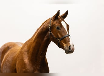 KWPN, Gelding, 3 years, 16,2 hh, Chestnut-Red