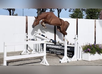 KWPN, Gelding, 3 years, 16.2 hh, Chestnut-Red