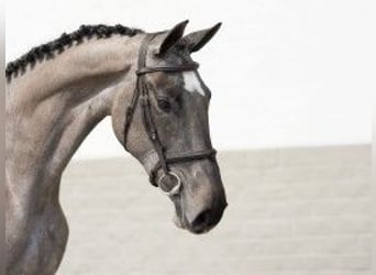 KWPN, Gelding, 3 years, 16,2 hh, Gray