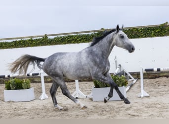 KWPN, Wallach, 3 Jahre, 16,2 hh, Schimmel