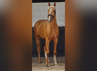 KWPN, Gelding, 3 years, 16.2 hh, Palomino