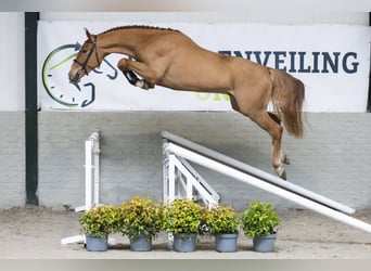 KWPN, Gelding, 3 years, 16.2 hh