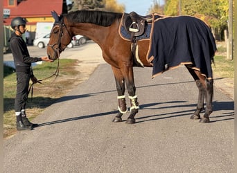 KWPN, Gelding, 3 years, 16.3 hh, Brown