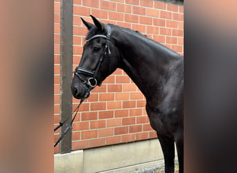 KWPN, Wallach, 3 Jahre, 16,3 hh