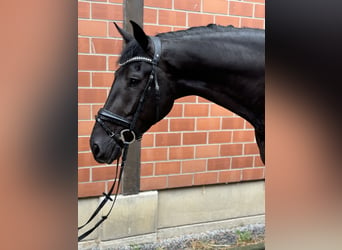 KWPN, Wallach, 3 Jahre, 16,3 hh