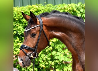 KWPN, Gelding, 3 years, 16.3 hh
