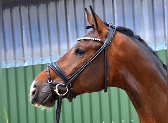 KWPN, Gelding, 3 years, 16.3 hh