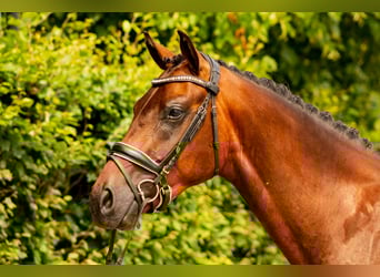 KWPN, Gelding, 3 years, 16 hh, Bay