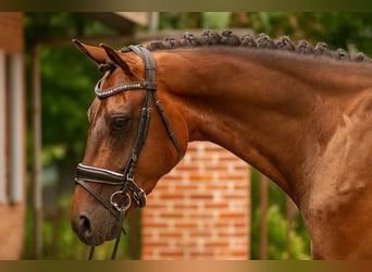 KWPN, Gelding, 3 years, 16 hh, Bay