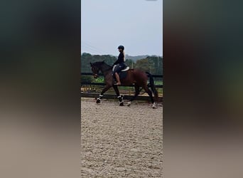 KWPN, Gelding, 3 years, 16 hh, Bay