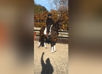 KWPN, Gelding, 3 years, 16 hh, Bay