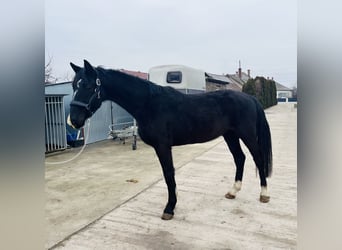 KWPN, Gelding, 3 years, 16 hh, Black