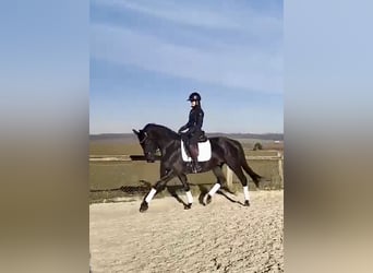 KWPN, Gelding, 3 years, 16 hh, Black