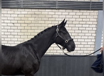 KWPN, Gelding, 3 years, 16 hh, Black