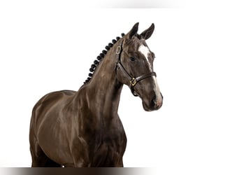 KWPN, Gelding, 3 years, 16 hh, Black