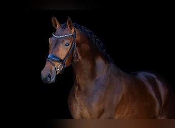 KWPN, Gelding, 3 years, 16 hh, Brown