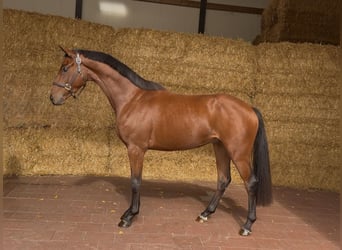 KWPN, Gelding, 3 years, 16 hh, Brown