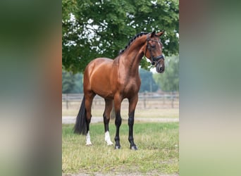 KWPN, Gelding, 3 years, 16 hh, Brown