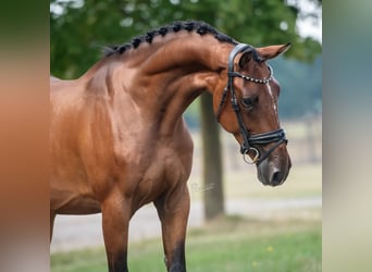 KWPN, Gelding, 3 years, 16 hh, Brown