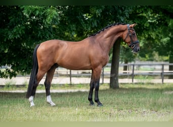 KWPN, Gelding, 3 years, 16 hh, Brown