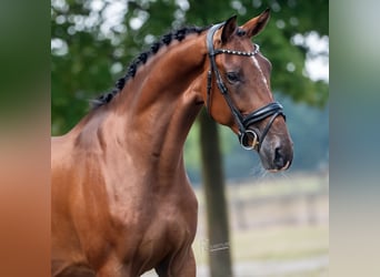 KWPN, Gelding, 3 years, 16 hh, Brown
