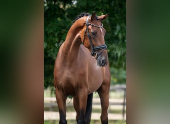 KWPN, Gelding, 3 years, 16 hh, Brown