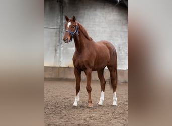 KWPN, Gelding, 3 years, 16 hh, Brown-Light