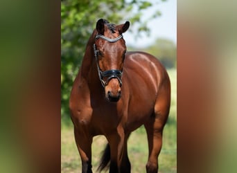 KWPN, Gelding, 3 years, 16 hh, Brown-Light